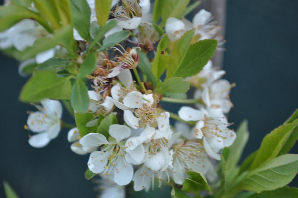 אאוסטה B&B Ambrosia מראה חיצוני תמונה